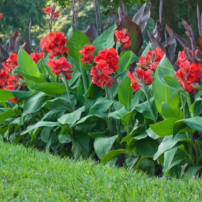 Canna Red king Humbert