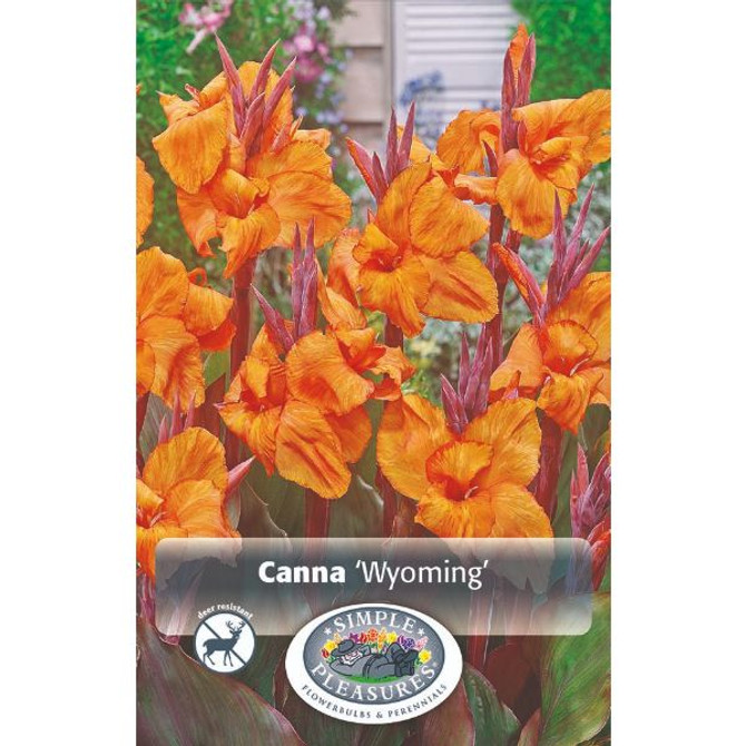 Canna Wyoming (OD)