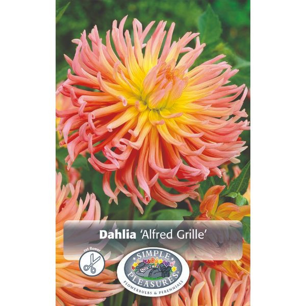 Dahlia Alfred Grille SBS