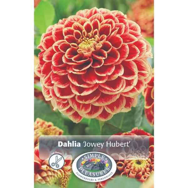 Dahlia Jowey Hubert 