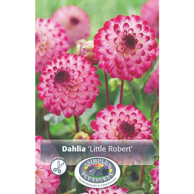Dahlia Little Robert (OD)