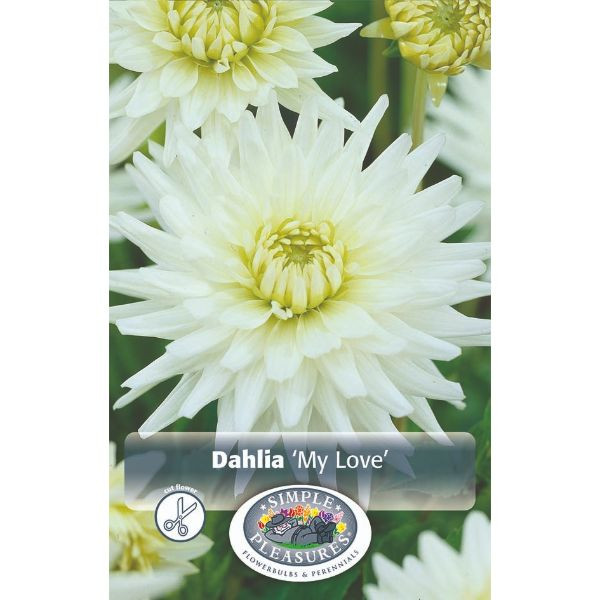 Dahlia My Love 