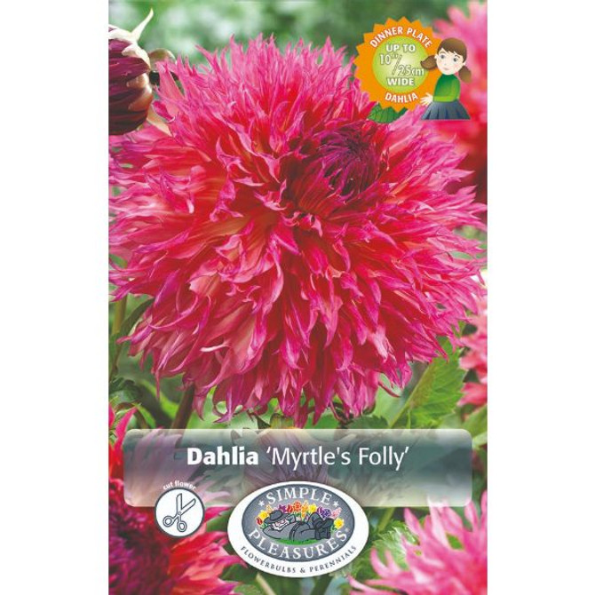 Dahlia Myrtles Folly (OD)