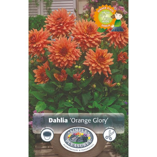 Dahlia Orange Glory SBS