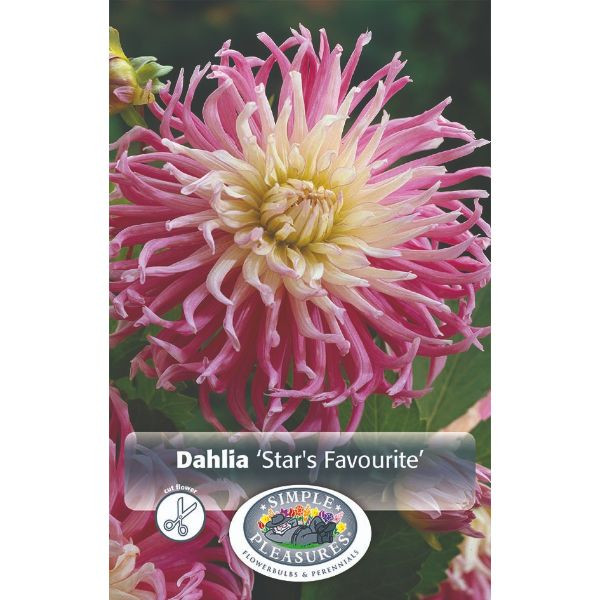 Dahlia Star's Favourite SBS