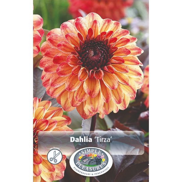 Dahlia Tirza SBS