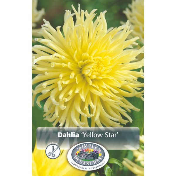 Dahlia Yellow Star SBS