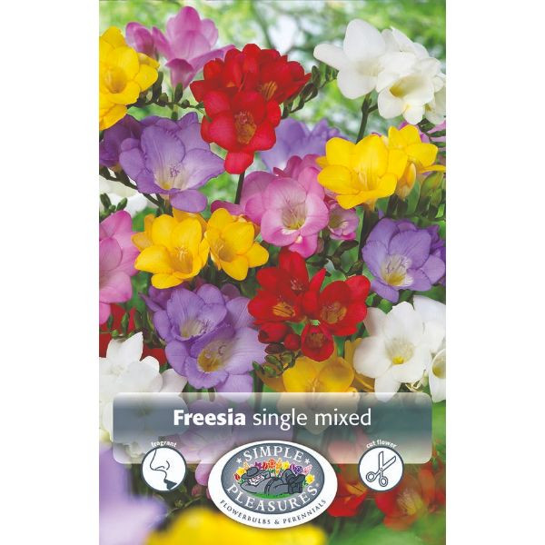 Freesia Single Hybrid mixed 