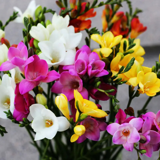 Freesia Single Hybrid mixed