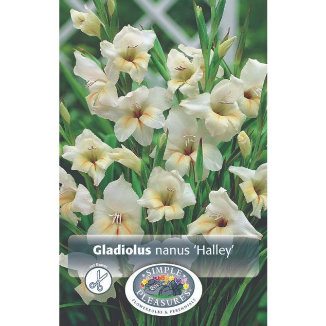 Gladiolus Hardny Halley SBS