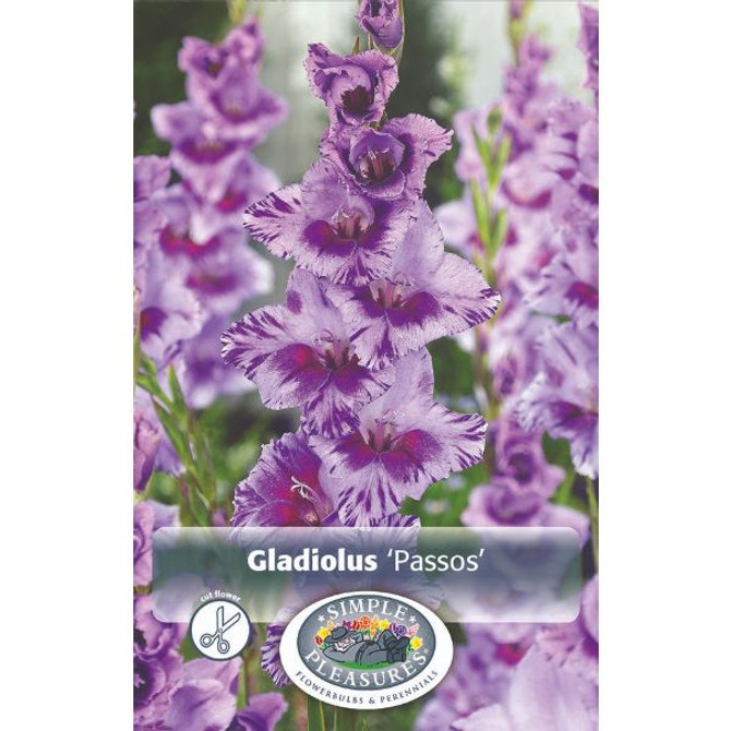 Gladiolus Passo (OD)