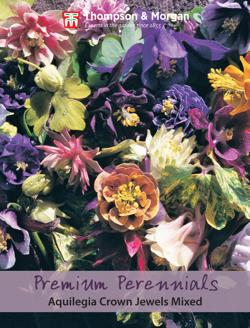 Aquilegia Crown Jewels Mixed
