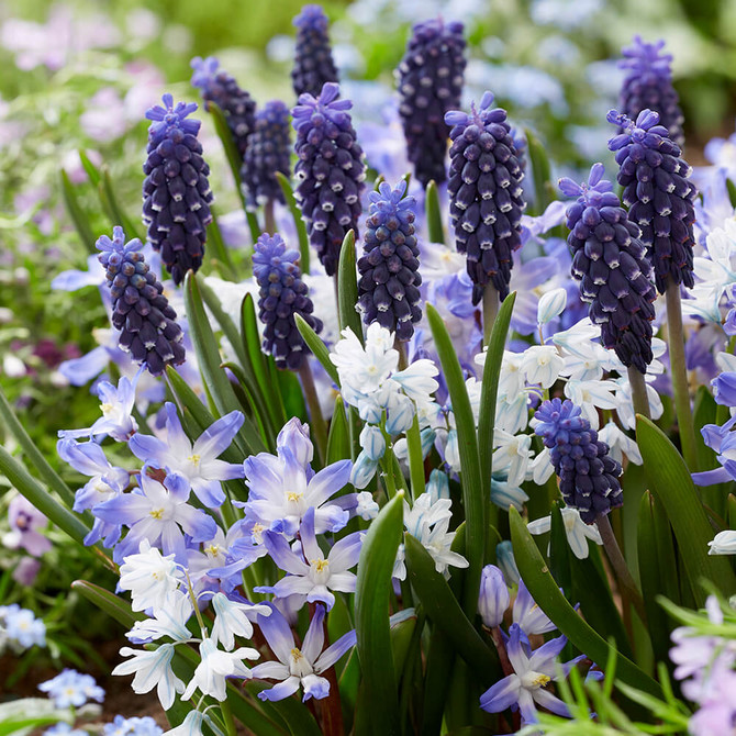 Spring Garden Gems
