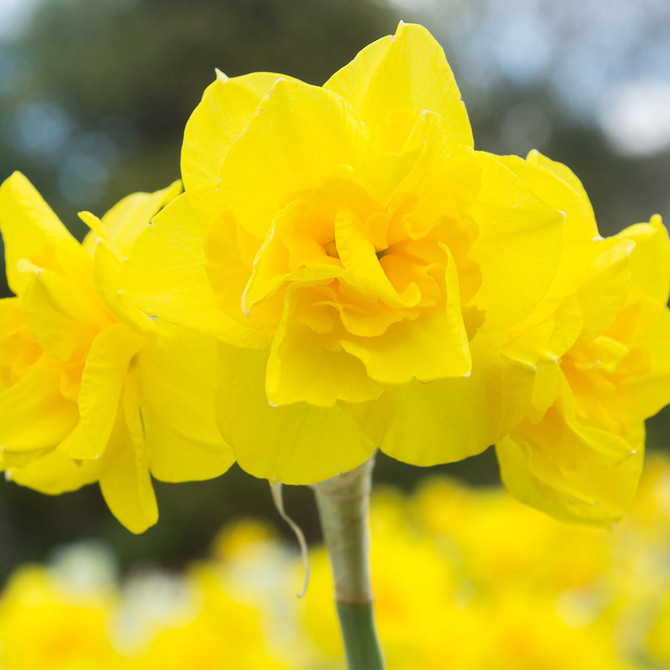 Narcissus ‘Golden Delicious’