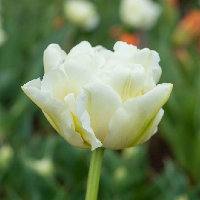 Tulip Northcap