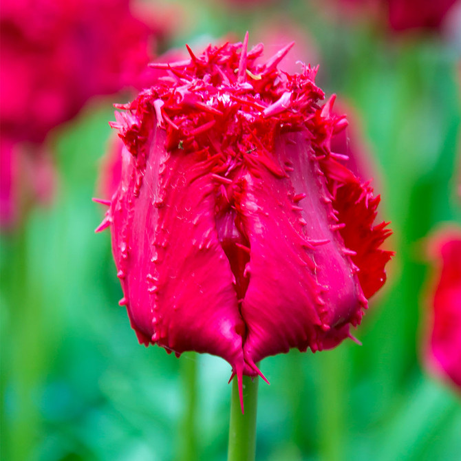 Tulip Barbados Fringed