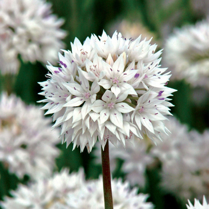 Allium Graceful 