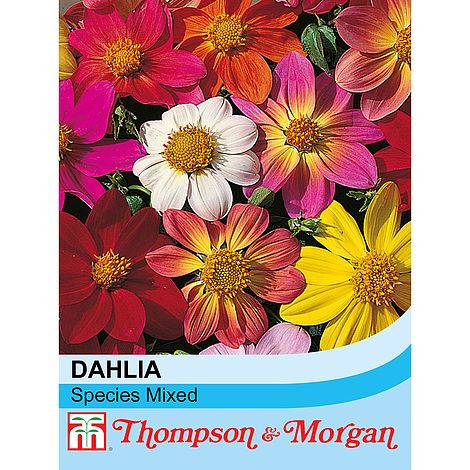 Dahlia coccinea 'Species Mixed'