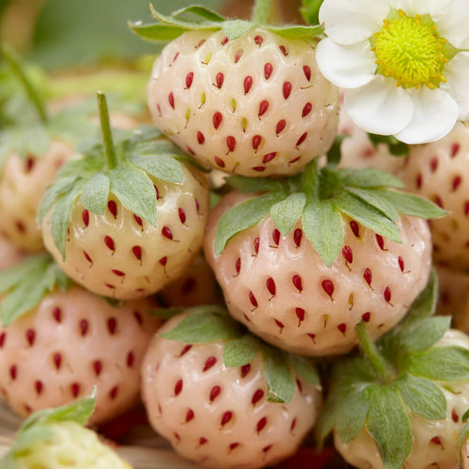 Strawberry ‘snow White Pineberry