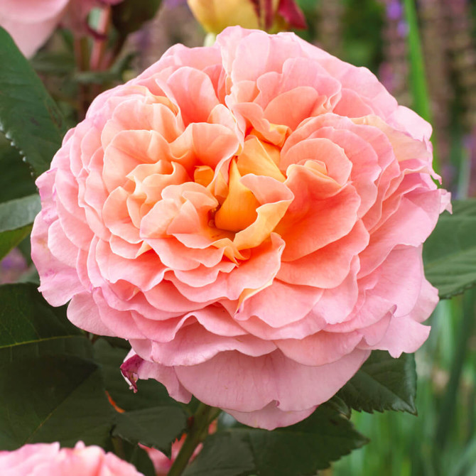 Rose Augusta Luise