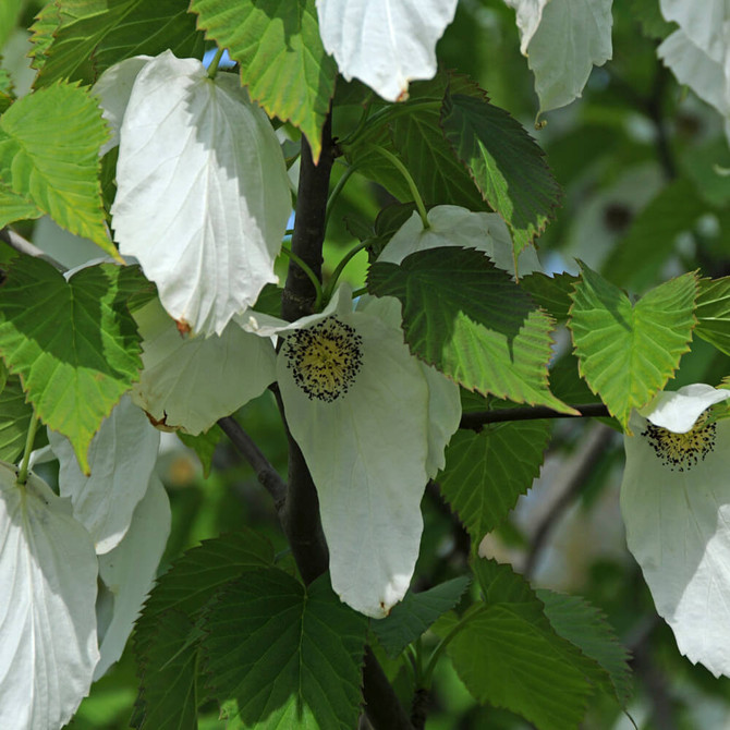 Davidia Involucrata - Handkerchief Tree