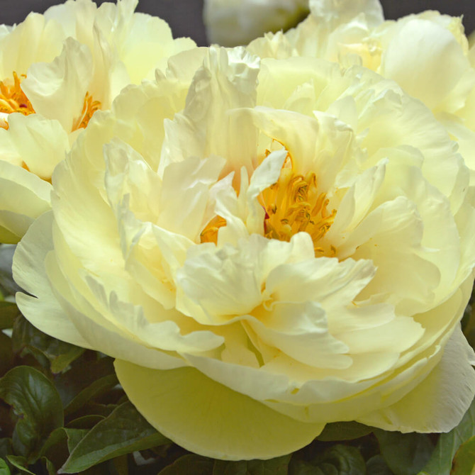 Paeonia Lemon Chiffon