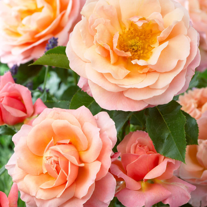 Marie Curie Shrub Rose - Mr Middleton Garden Shop
