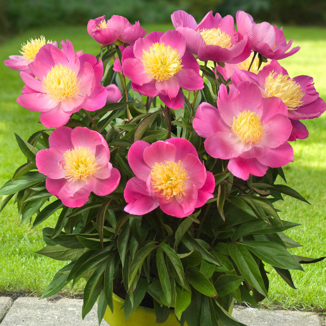 Paeonia ‘Kiev’ (Patio Peony ‘ Kiev’)