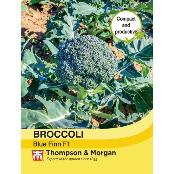 Broccoli 'Blue Finn' F1 Hybrid (Calabrese)