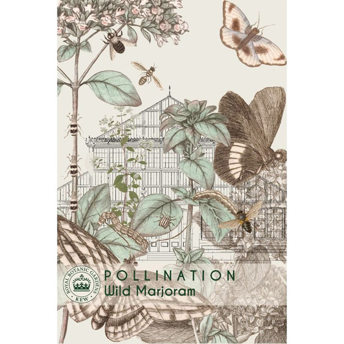 Wild Marjoram - Kew Pollination Collection