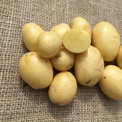 Lucera Seed Potatoes