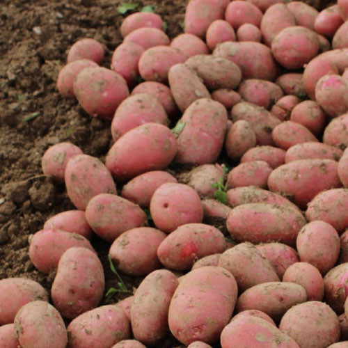 Alouette Seed Potatoes