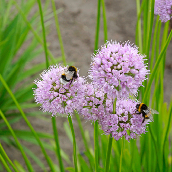 Allium Summer Beauty