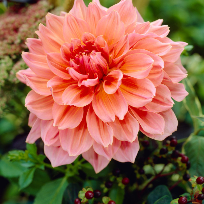 Dahlia ‘Otto’s Thrill’