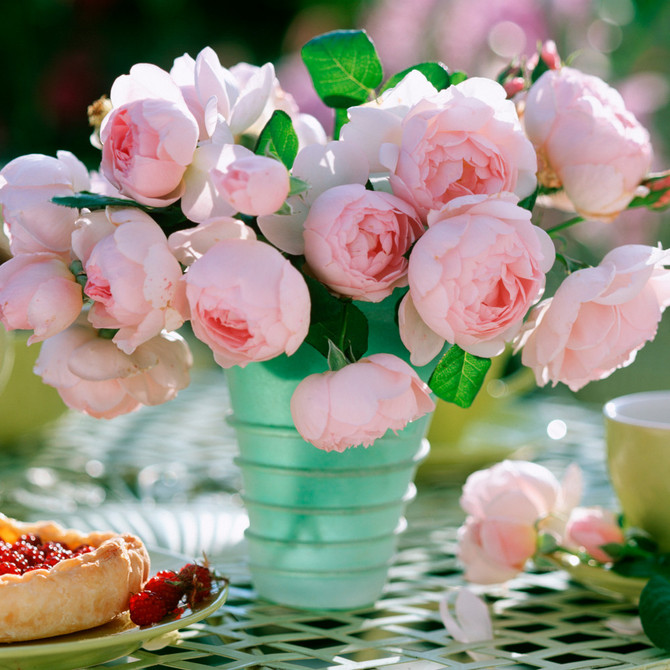 Nahema – Climbing Rose