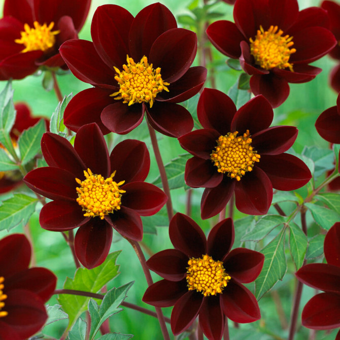 Dahlia Mexican Stars