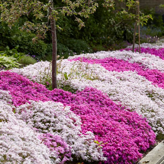 Creeping Phlox Collection