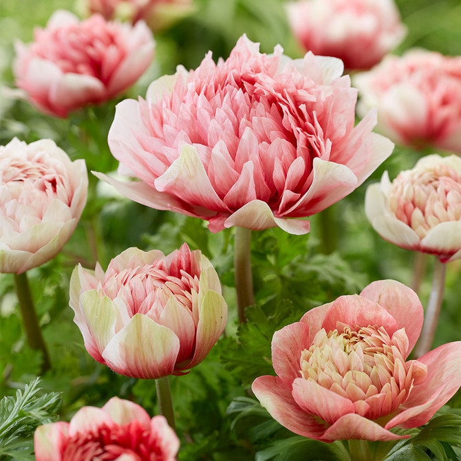 Anemone Peony Red & White Beauty (OD)