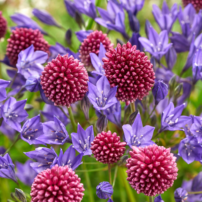 Butterfly Collector Bulbs