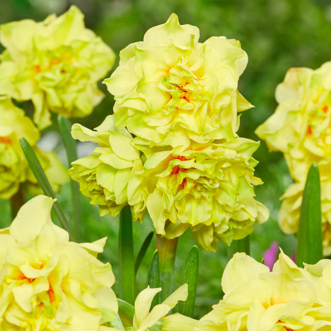 Narcissi Fairness