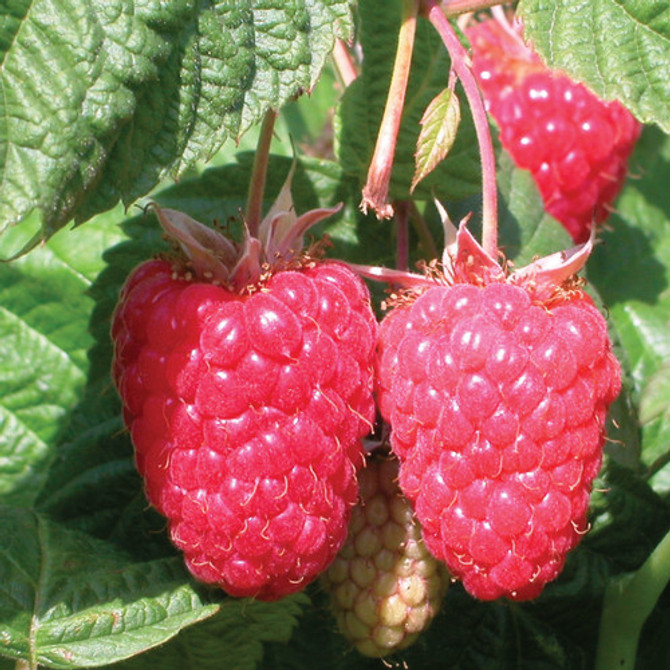 Raspberry ‘Tulameen’ (Late Summer Fruiting)