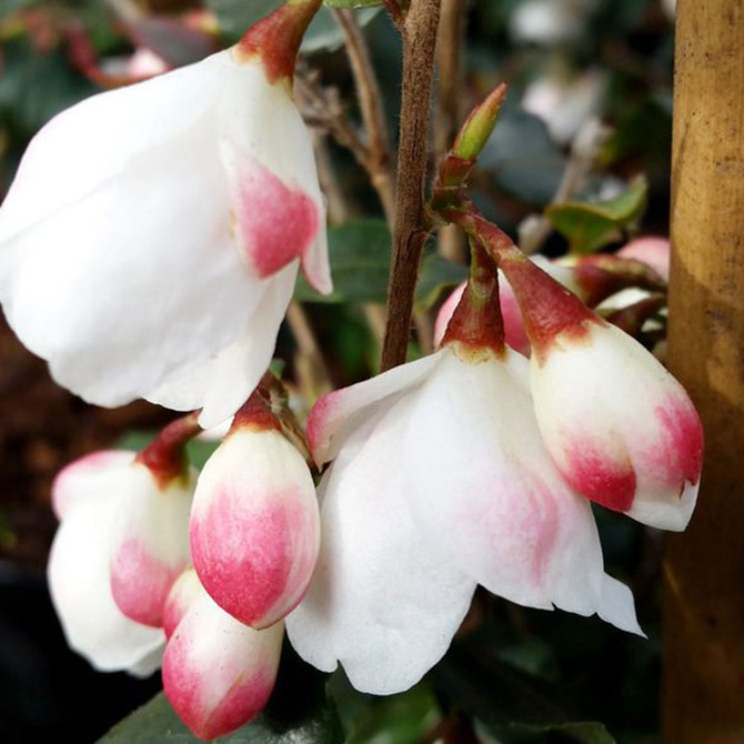 Camellia Rosthorniana ‘Cupido’