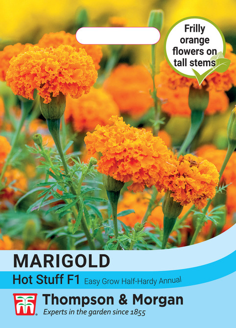 African Marigold Tagetes erecta Hot Stuff F1