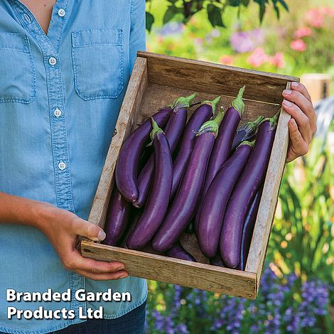 Aubergine Violet Knight F1 - New Kew Collection (AIKVKF0382) (view)