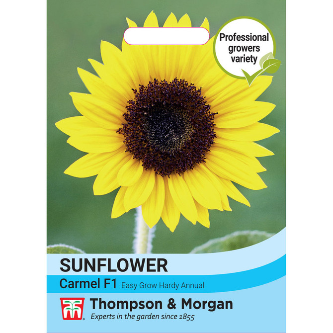 Sunflower Helianthus Annuus Carmel F1