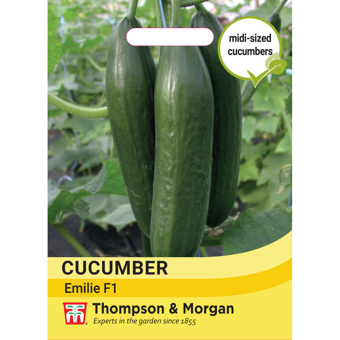 Cucumber Cucumis sativus Emilie F1