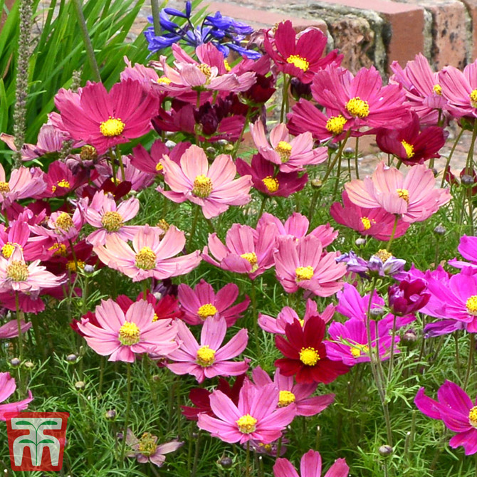 Cosmos Bipinnatus - Kew Pollination Seed Collection