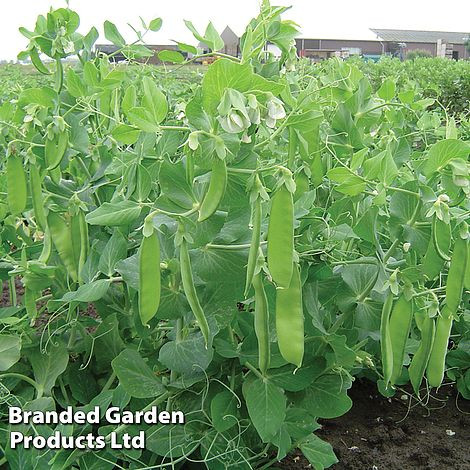 Pea Mangetout Sweet Horizon - New Kew Collection