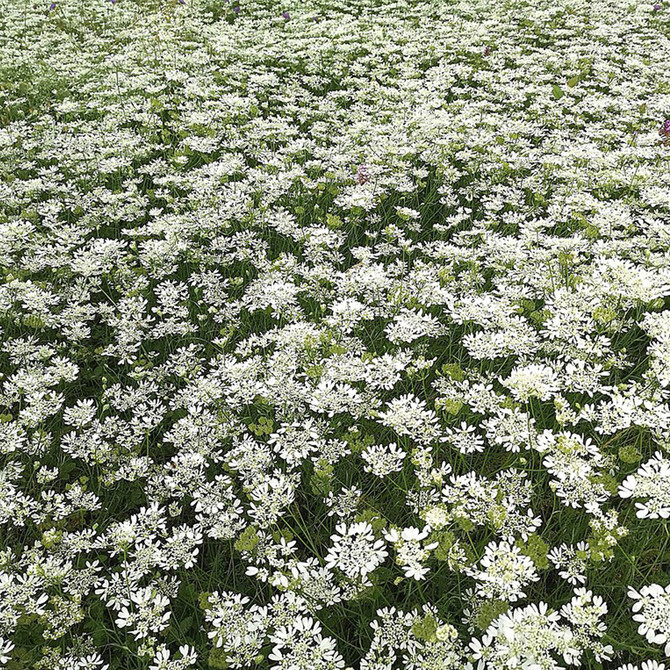 Orlaya Grandiflora Kew Collection