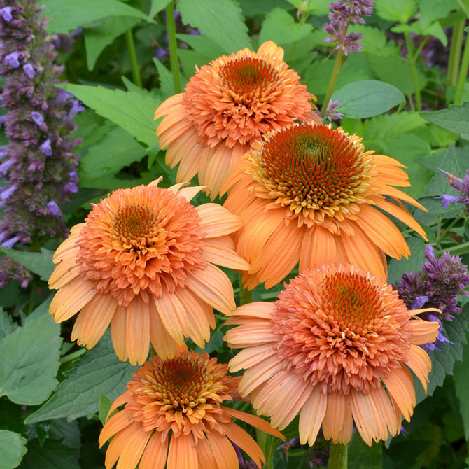 Echinacea ‘Supreme Cantaloupe’